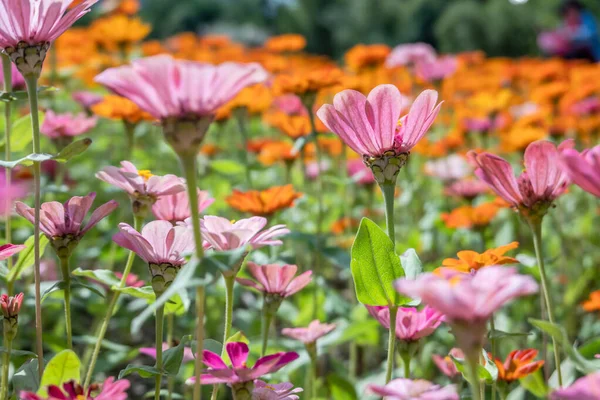 Rose et violet cosmos fleurs ferme — Photo