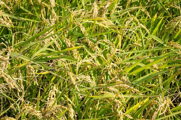 Złoty dojrzałe gospodarstwo ryżowe — Zdjęcie stockowe