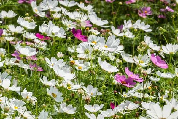 Cosmos branco flores fazenda — Fotografia de Stock