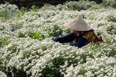 Kasımpatı çiçekleri çiftliğinde çalışan çiftçi.