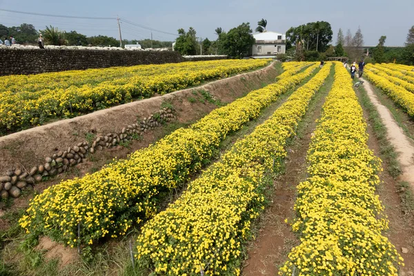 Tourists walk in a farm of chrysanthemum flowers — Stockfoto