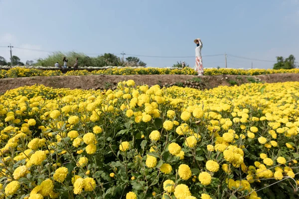 Tourists walk in a farm of chrysanthemum flowers — Stockfoto