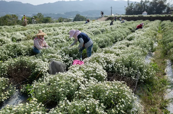 Landwirt arbeitet in einem Betrieb mit Chrysanthemenblumen — Stockfoto