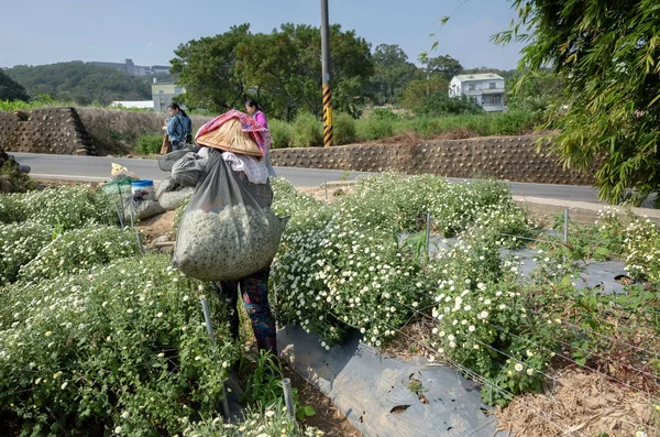 Boer werken in een boerderij van chrysanten bloemen — Stockfoto