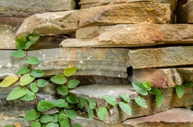 Yeşil yosun arkaplanı olan duvar