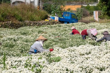 Kasımpatı çiçekleri çiftliğinde çalışan çiftçi.