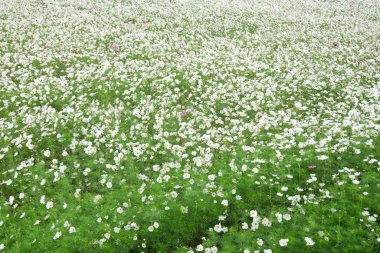 Beyaz kozmos çiçek çiftliği