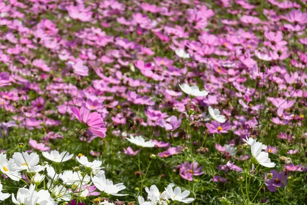 Rosa och lila kosmos blommor gård — Stockfoto