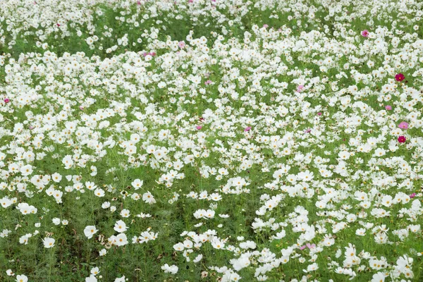 Біла ферма квітів космосу — стокове фото