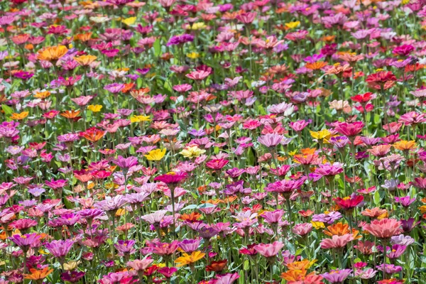 Kolorowe cosmos kwiaty gospodarstwa — Zdjęcie stockowe