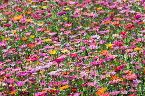 Cosmos coloridos flores fazenda — Fotografia de Stock