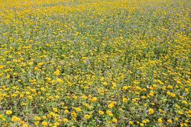 sarı kozmos çiçek çiftliği