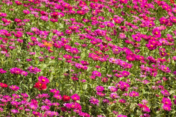 Colorati cosmo fiori fattoria — Foto Stock