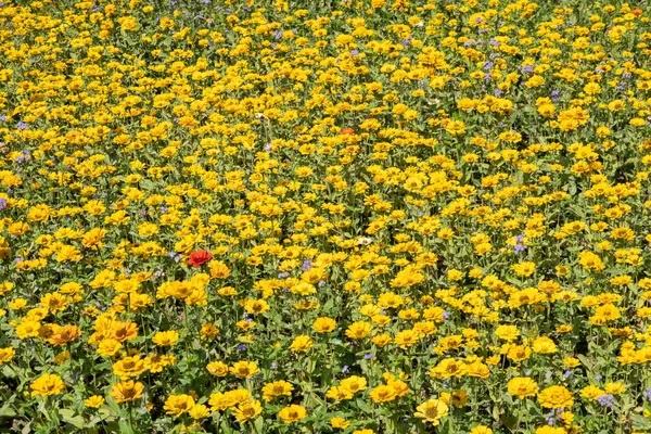노란 우주의 꽃 농장 — 스톡 사진
