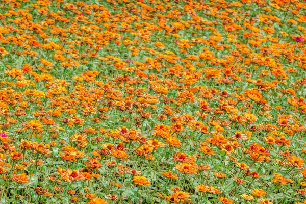 Amarillo cosmos flores granja —  Fotos de Stock