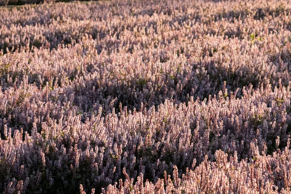 Rosa flores mesona roxo — Fotografia de Stock