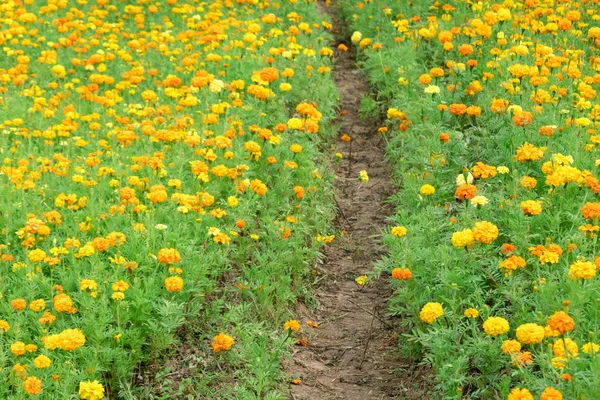 Żółty kosmos kwiaty gospodarstwa — Zdjęcie stockowe