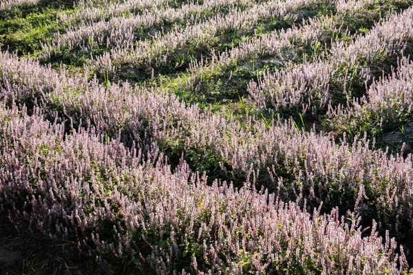 Pink purple mesona flowers — Stock Photo, Image