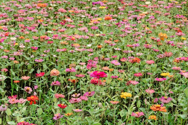 カラフルなコスモスの花の農場 — ストック写真