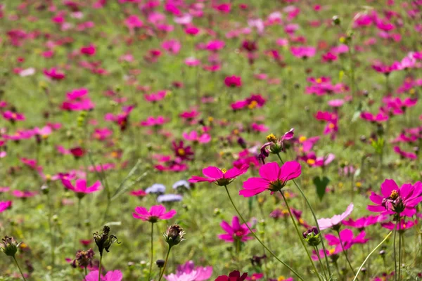Colorido cosmos flores granja — Foto de Stock