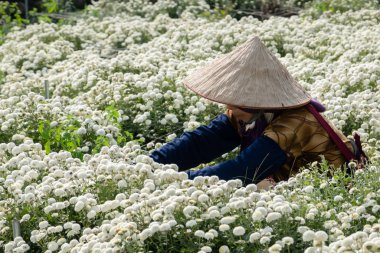 Kasımpatı çiçekleri çiftliğinde çalışan çiftçi.