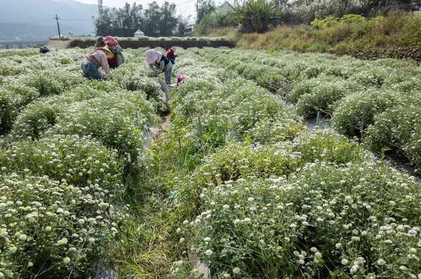 Landwirt arbeitet in einem Betrieb mit Chrysanthemenblumen — Stockfoto