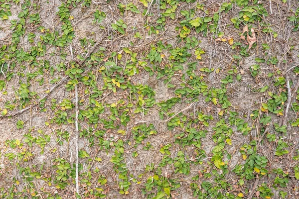 Green ivy leaf on the wall — Stock Photo, Image