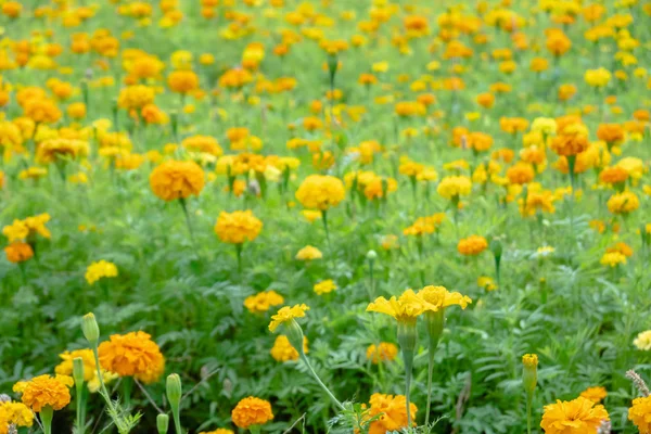 Żółty kosmos kwiaty gospodarstwa — Zdjęcie stockowe