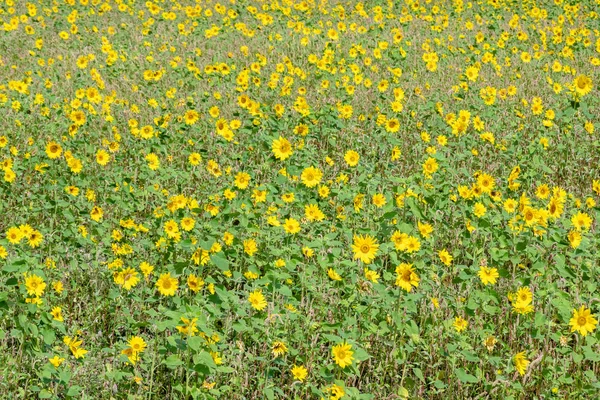 노란 꽃 이 핀 해바라기 농장 — 스톡 사진
