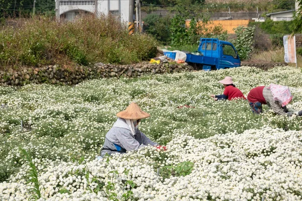Landwirt arbeitet in einem Betrieb mit Chrysanthemenblumen — Stockfoto