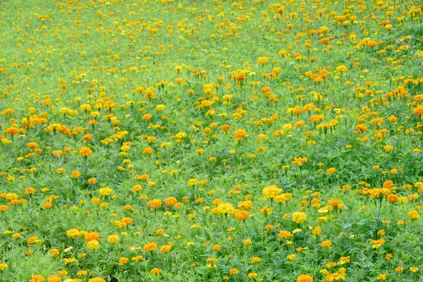 노란 우주의 꽃 농장 — 스톡 사진