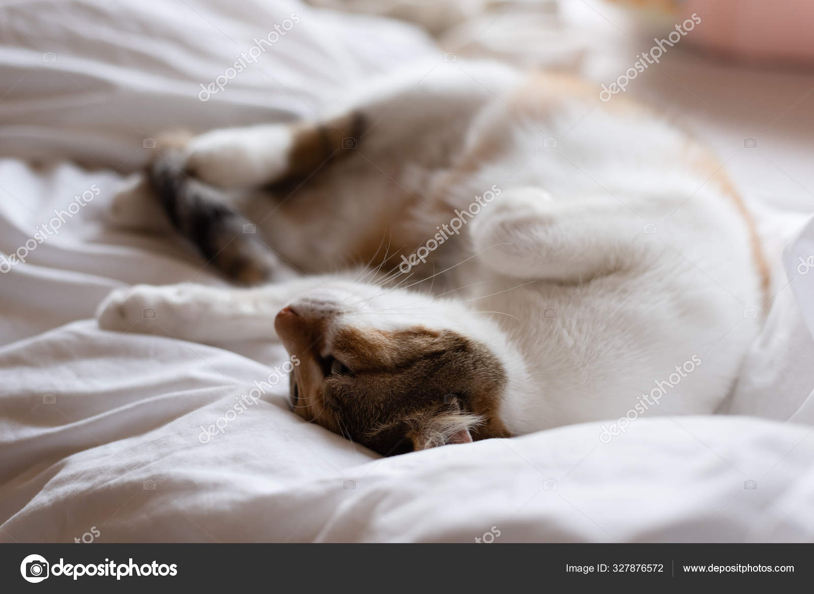 Gul katt sover i en merkelig stilling – stockfoto © elwynn #327876572, image size:1600x1168