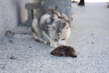 kedi yakalama ve avcılık