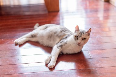 Beyaz tekir kedi yerde yatıyor.