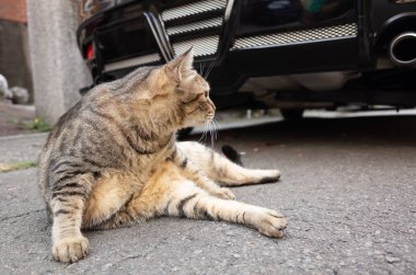 Tembel tekir kedi yerde uyuyor.