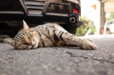 Tembel tekir kedi yerde uyuyor.