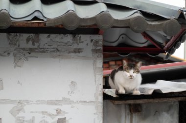 Sokak kedisi bir sokakta oturur.