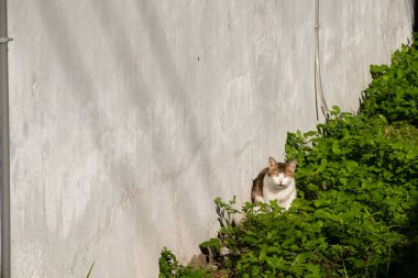 Sokak kedisi bir sokakta oturur.