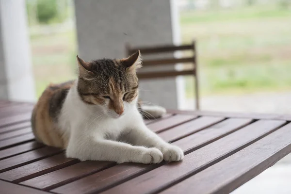 Tek genç kedi — Stok fotoğraf