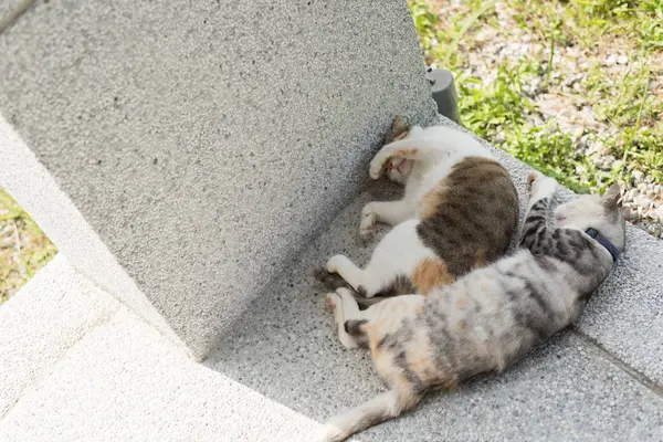 Jovem gatinho e sua mãe — Fotografia de Stock