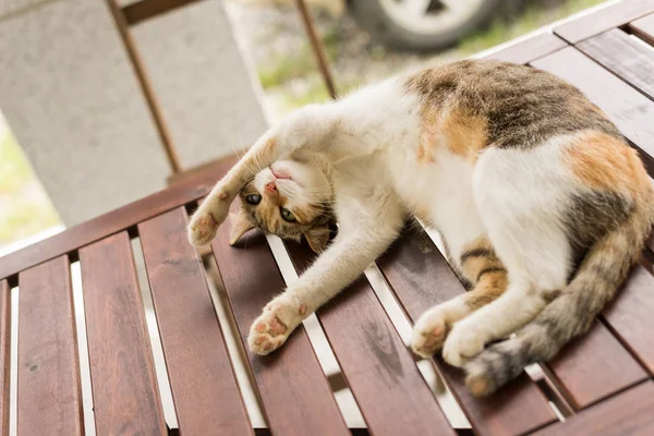 かわいい猫寝てる — ストック写真