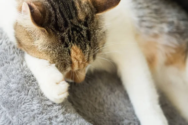 Gato dormir en un nido — Foto de Stock