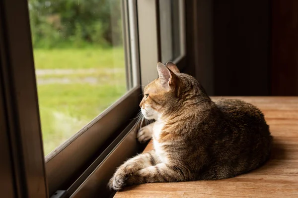 Tabby katt sit — Stockfoto