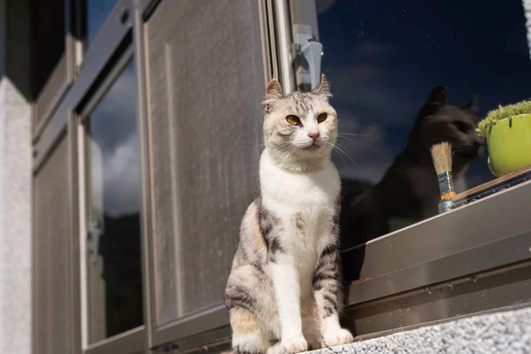 Gato de pie cerca de la ventana — Foto de Stock