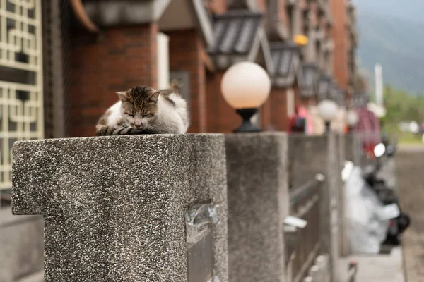 Gato callejero sentarse en el pilar — Foto de Stock