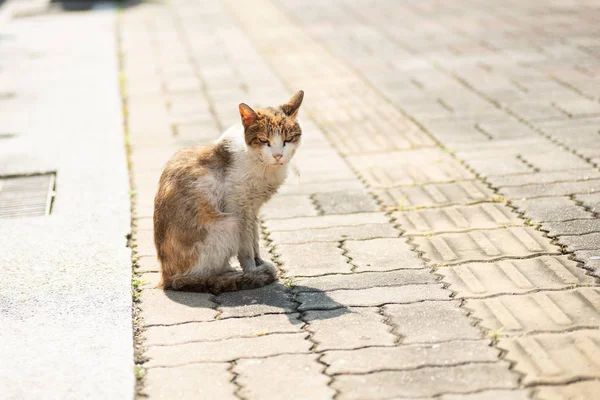 Брудний бродячий кіт стоїть і дивиться на тебе — стокове фото