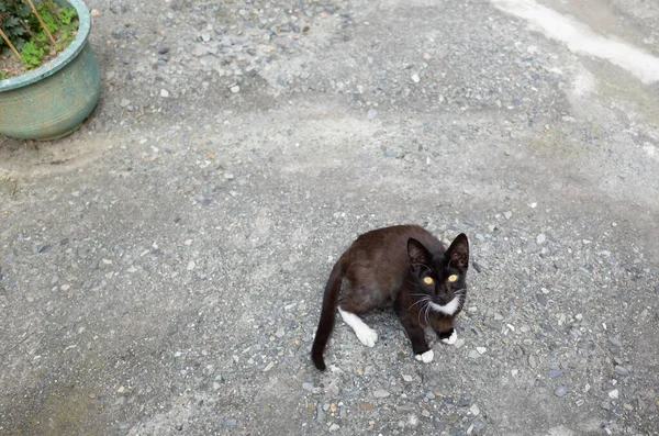 Gato callejero negro acostado en el suelo —  Fotos de Stock