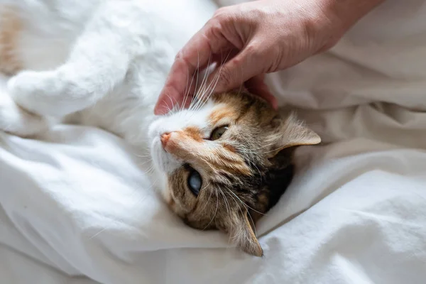 Toccando il piccolo gatto tartaruga — Foto Stock