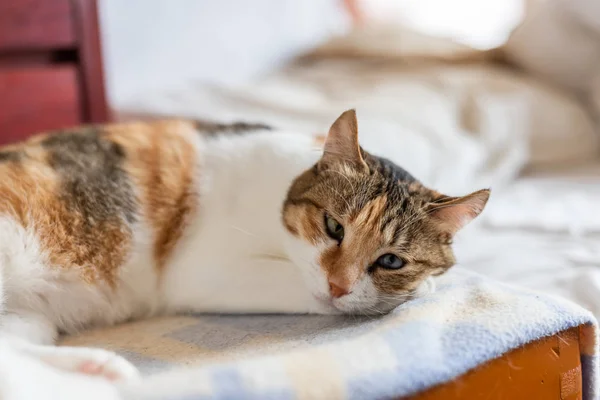 Vos kat liggend op het bed — Stockfoto
