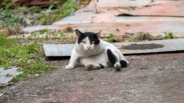 Sokak kedisi yalıyor ve yıkıyor. — Stok fotoğraf